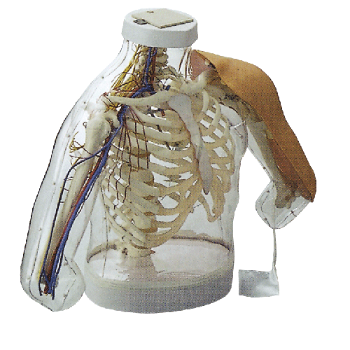 高級(jí)上臂肌肉注射及對(duì)比模型(帶檢測(cè)警示系統(tǒng)) 高級(jí)上臂肌肉注射及對(duì)比模型(帶檢測(cè)警示系統(tǒng))