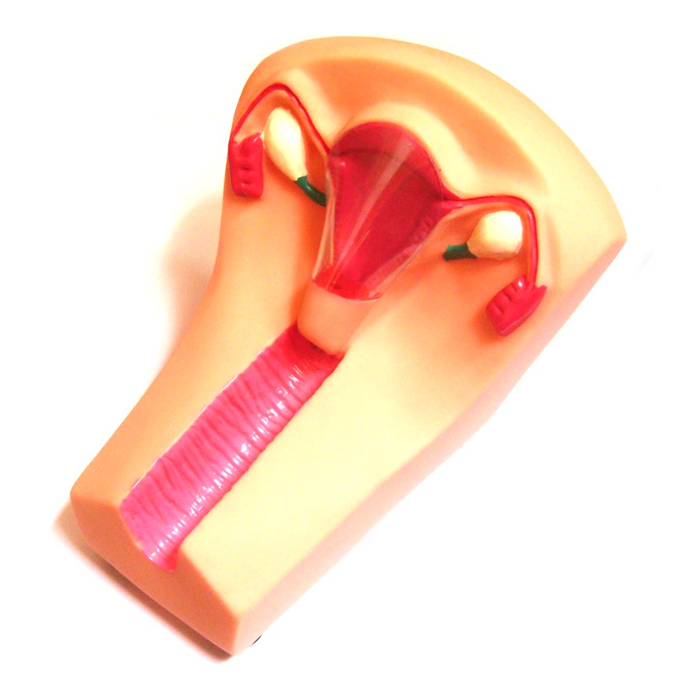 Ů�Ԍm��(n��i)��������Ӗ(x��n)��ģ��