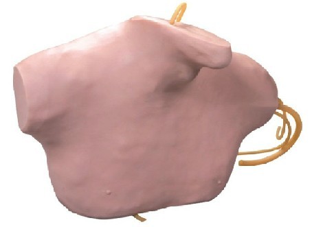 中心靜脈穿刺插管模型 中心靜脈穿刺插管模型