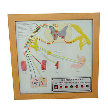 ����(j��ng)�ĽM�ɺͷֲ�늄�ģ��