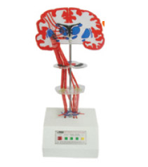 錐體外系(紋狀體-蒼白球)電動模型 錐體外系(紋狀體-蒼白球)電動模型