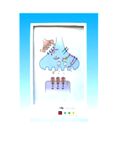 ��(j��ng)ϵ�y(t��ng)�Ļ��W(xu��)ͨ·늄�(d��ng)ģ��