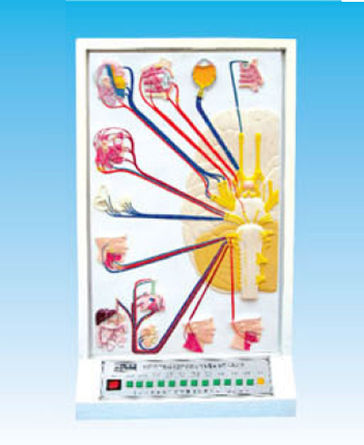 腦神經(jīng)及腦神經(jīng)的成分及分布電動模型 腦神經(jīng)及腦神經(jīng)的成分及分布電動模型