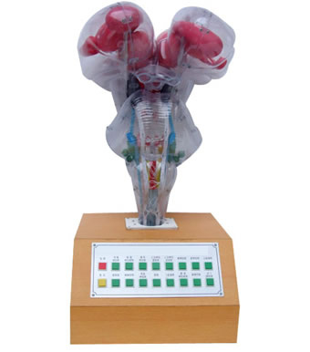 電動(dòng)腦干模型(I型) 電動(dòng)腦干模型(I型)