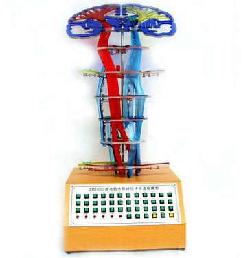 中樞神經(jīng)傳導(dǎo)電動模型 中樞神經(jīng)傳導(dǎo)電動模型