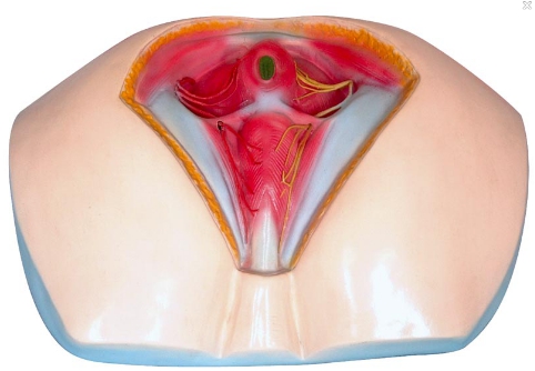 ���ԕ��ģ��